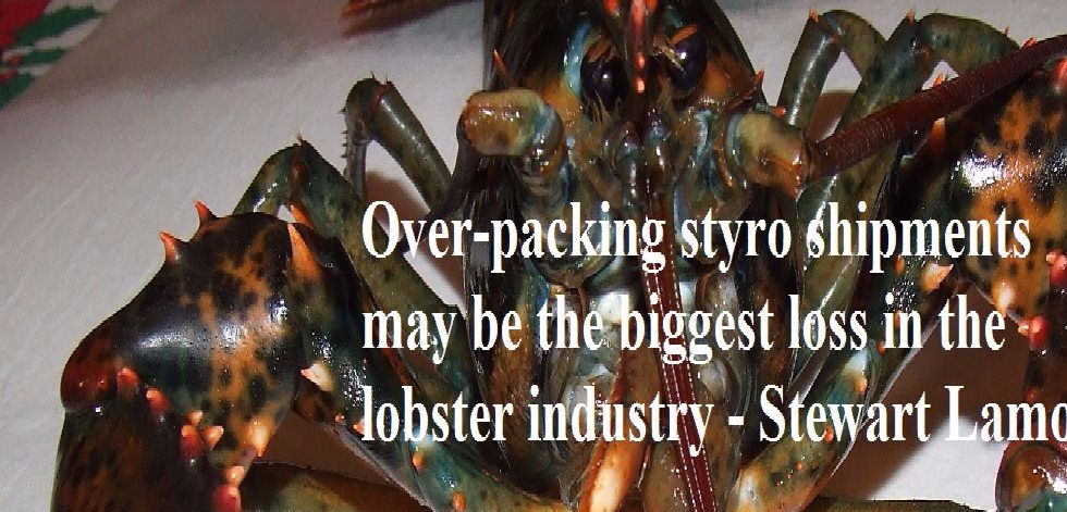 Over-packing styro shipments may be the biggest loss in the lobster industry.