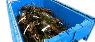 Live lobsters arrive at the plant by the truck load - in individual crates or in pallet loads of crates.